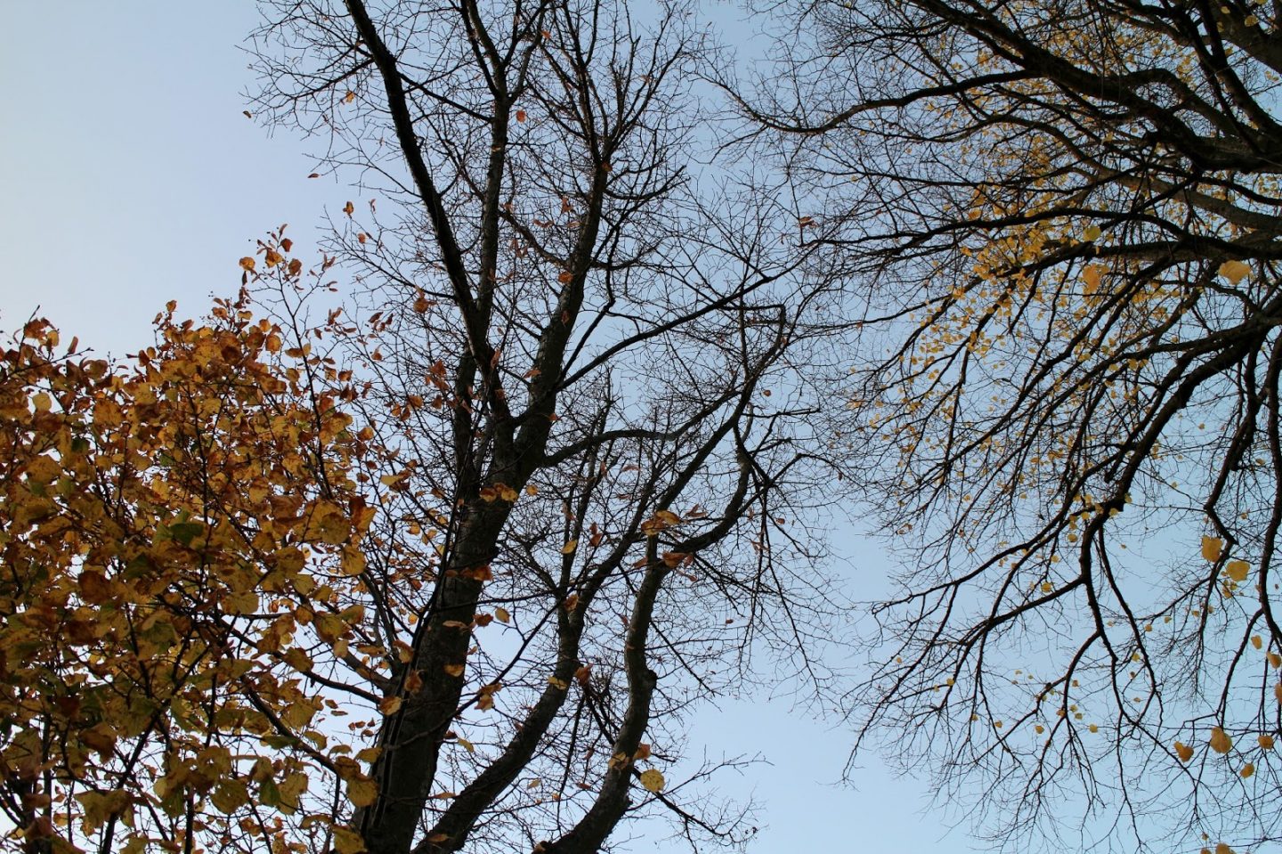 Autumn Leaves Glasgow Scotland