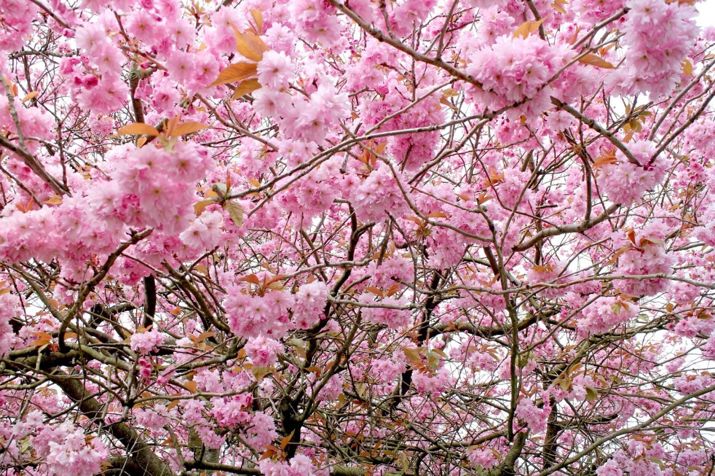 Blossom Scotland