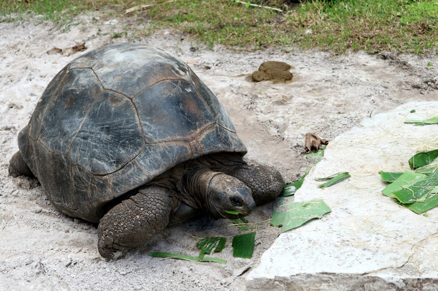 Busch Gardens Giant Tortoise