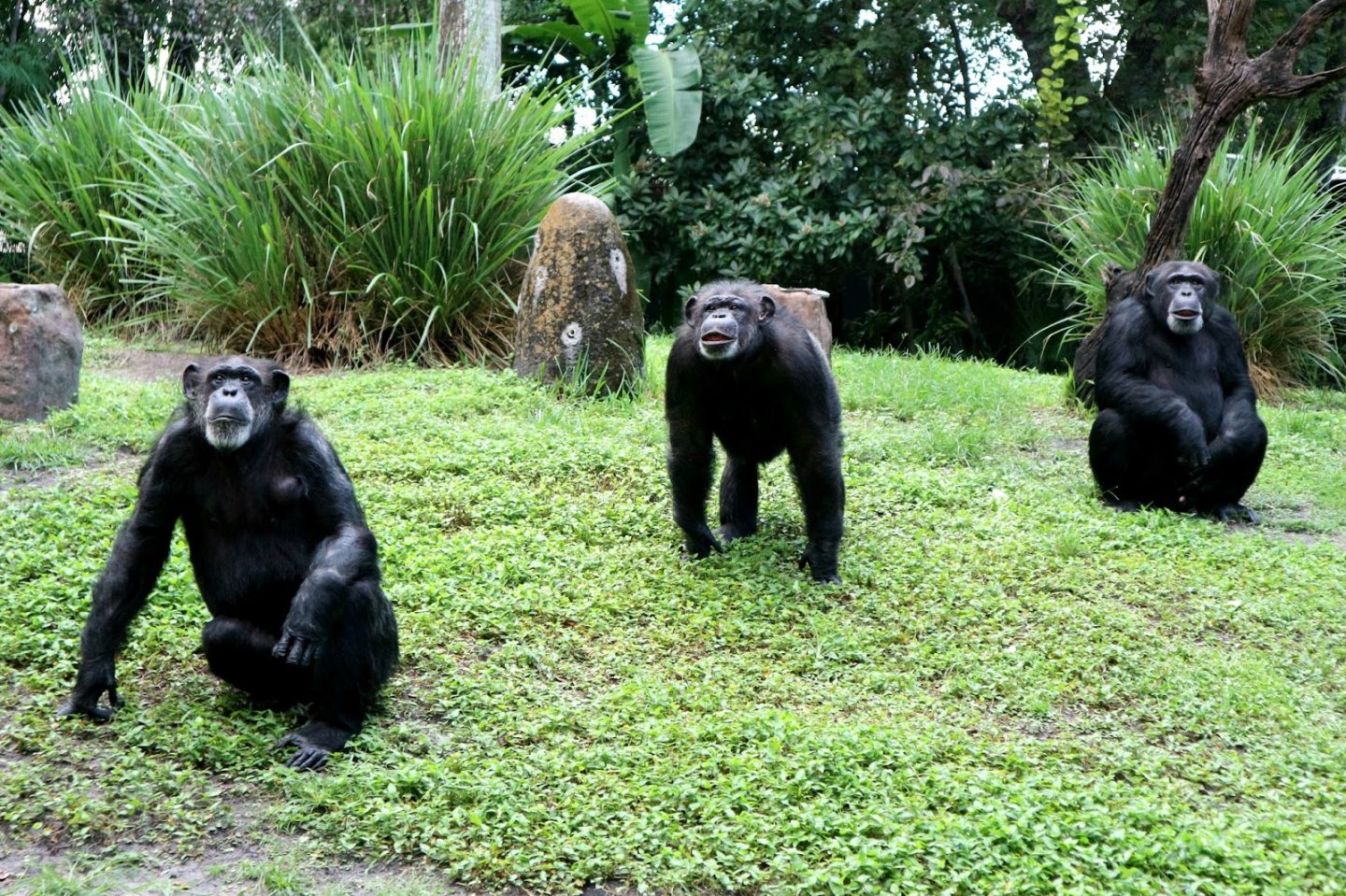 Busch Gardens Myombe Reserve Chimpanzees