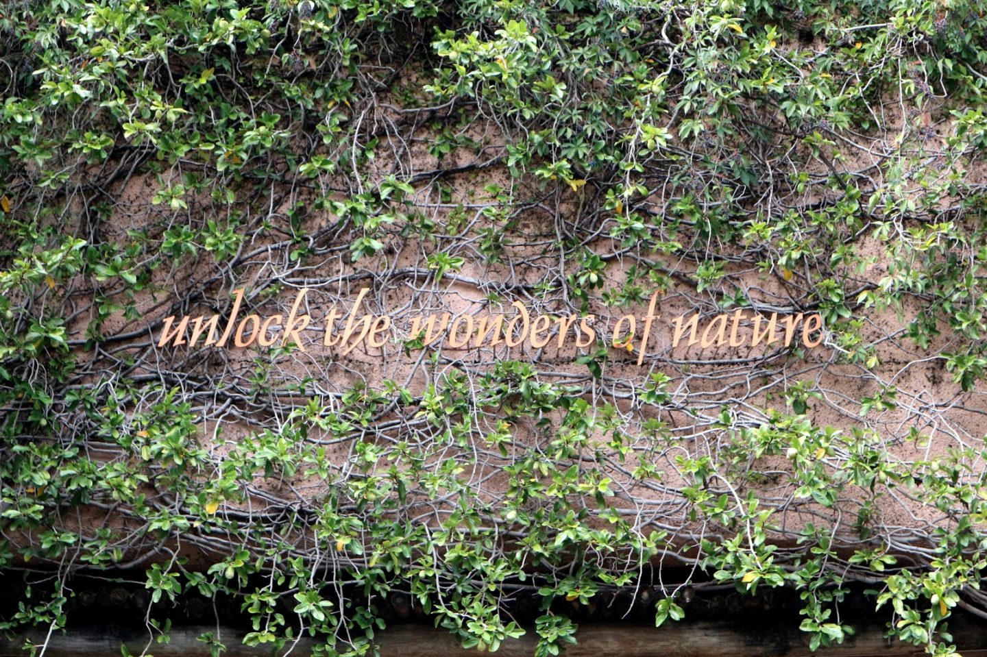 Busch Gardens Guide