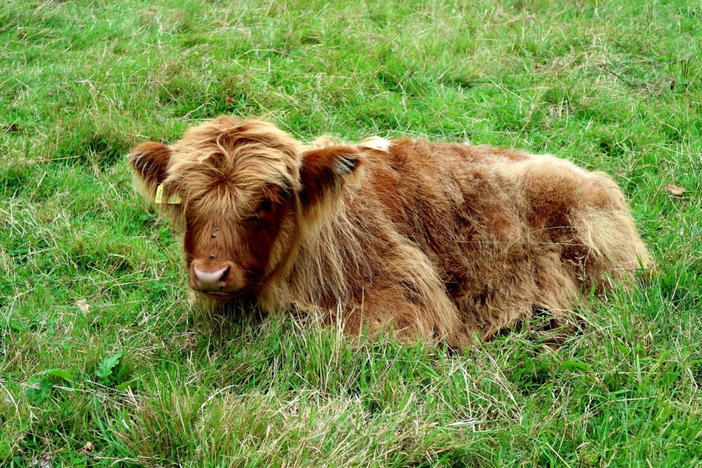 Where to see Highland Cows Glasgow