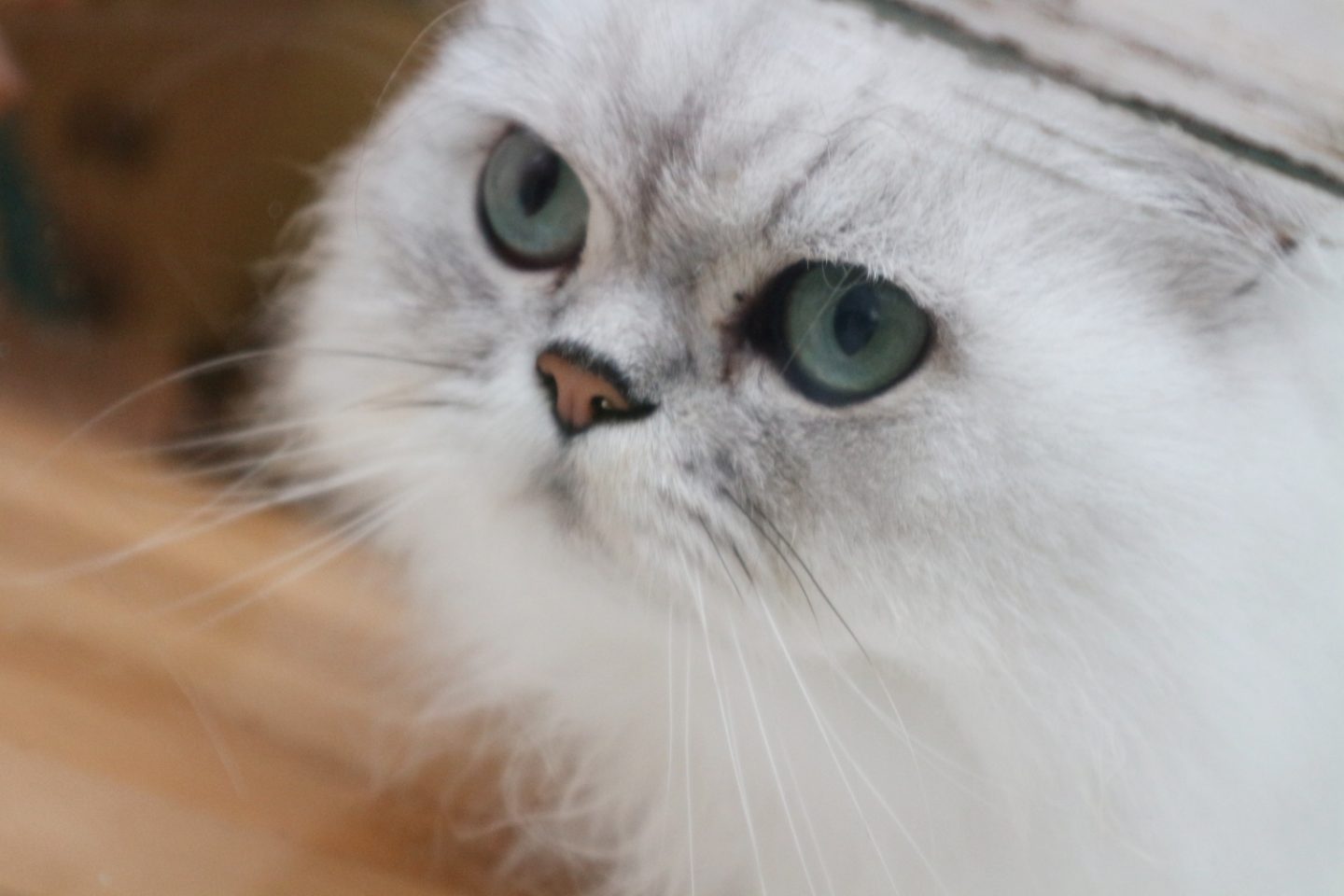 maison de moggy edinburgh