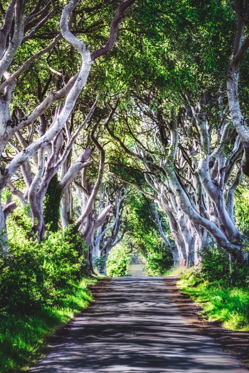 the dark hedges game of thrones