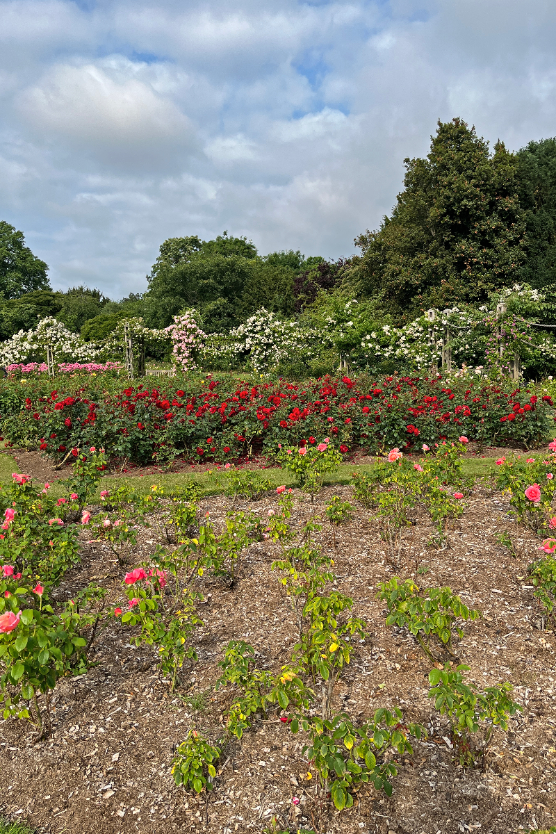 Queen Marys Rose Gardens london